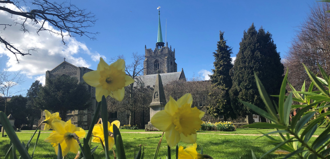 Chelmsford Cathedral with daffodils